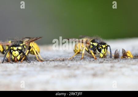 travailleur actif guêpes communes vespula vulgaris Banque D'Images