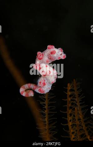 Pygmy Seahorse, Hippocampus bargibanti, nage libre, plongée de nuit, site de plongée Galaxy, île de Penemu, Raja Ampat, Papouasie occidentale, Indonésie Banque D'Images