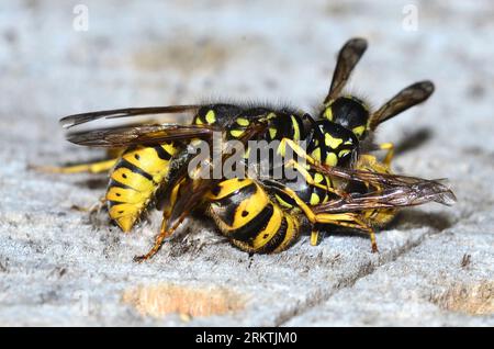 travailleur actif guêpes communes vespula vulgaris Banque D'Images