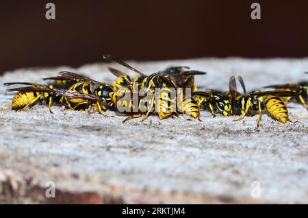 travailleur actif guêpes communes vespula vulgaris Banque D'Images