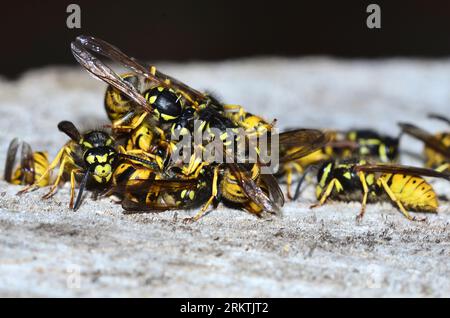 travailleur actif guêpes communes vespula vulgaris Banque D'Images