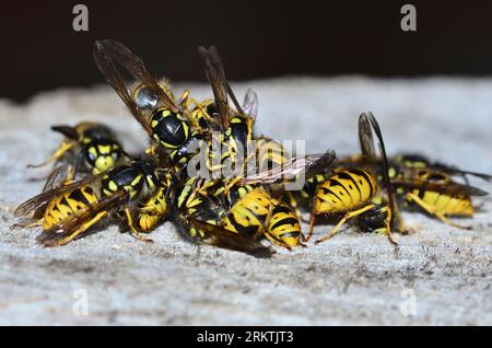 travailleur actif guêpes communes vespula vulgaris Banque D'Images