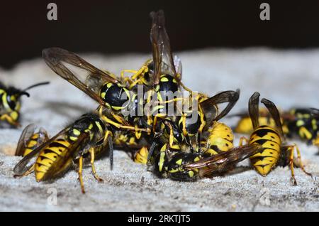 travailleur actif guêpes communes vespula vulgaris Banque D'Images