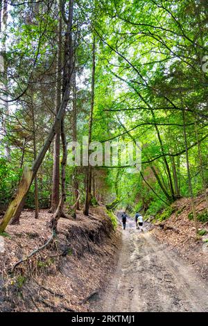 Randonneurs marchant le long d'une route en contrebas dans Surrey Hills près de Waverley Abbey, Surrey, Angleterre Banque D'Images