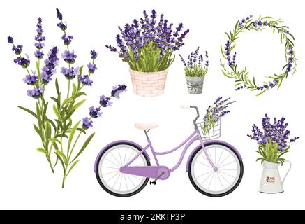 Fleurs de lavande ensemble d'icônes isolées avec des grappes et des pots de fleurs violettes avec illustration vectorielle de vélo violet Illustration de Vecteur