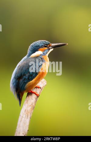 Commun kingfisher assis sur une branche dans la lumière du matin d'été Banque D'Images