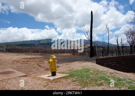 Lahaina, Hawaii, États-Unis 25 août 2023. Une bouche d'incendie est intacte en face du centre civique de Lahaina. En arrière-plan, les prairies brûlées et les broussailles sont dominées par le tronc brûlé d'un cocotier. L'incendie qui a détruit la vieille ville de Lahaina s'est déplacé aussi vite qu'un mile par minute consommant des herbes introduites et des arbres de mesquite cultivés dans les champs de canne à sucre abandonnés et brûlant dangereusement près du centre municipal de Lahaina. (Image de crédit : © J. Matt/ZUMA Press Wire) USAGE ÉDITORIAL SEULEMENT! Non destiné à UN USAGE commercial ! Banque D'Images