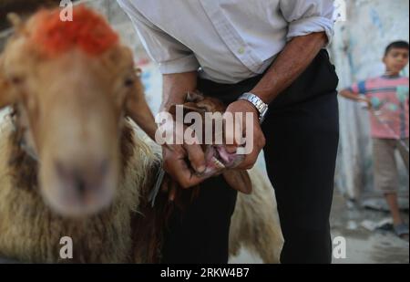 Bildnummer : 58612715 Datum : 20.10.2012 Copyright : imago/Xinhua (121020) -- Gaza, 20 octobre 2012 (Xinhua) -- Un palestinien montre les dents d'une chèvre comme signe de santé avant la fête musulmane de l'Aïd Al-Adha, dans la ville de Gaza, le 20 octobre 2012. Les musulmans du monde entier se préparent à célébrer l Aïd Al-Adha, qui, selon le calendrier lunaire, sera célébré le 26 octobre, en abattant des chèvres, des moutons, des chameaux et du bétail, commémorant la volonté d Abraham de sacrifier son fils Ismail sur ordre de Dieu. (Xinhua/Wissam Nassar) (bxq) MIDEAST-GAZA-EID-AL-ADHA PUBLICATIONxNOTxINxCHN Gesellschaft Tie Banque D'Images