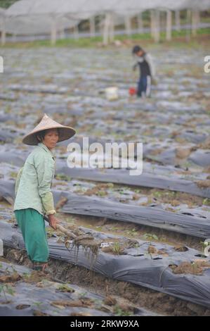 Bildnummer : 58645891 Datum : 29.10.2012 Copyright : imago/Xinhua (121029) -- QIONGHAI, 29 oct. 2012 (Xinhua) -- les villageois nettoient le champ après que le typhon son-Tinh ait balayé l'île de Hainan dans la ville de Tayang de Qionghai, province de Hainan dans le sud de la Chine, 29 oct. 2012. Le typhon son-Tinh a frappé la province depuis samedi, laissant une personne morte et cinq autres portées disparues. Au total, 1,26 millions de personnes ont été touchées à Hainan. (Xinhua/Meng Zhongde) (mp) CHINA-HAINAN-TYPHOON SON-TINH-AFFECTED (CN) PUBLICATIONxNOTxINxCHN Gesellschaft Wetter Unwetter Sturm Schaden Zerstörung xas x0x 2012 hoch 5864589 Banque D'Images