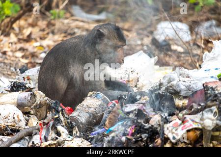 Une nourriture de recherche de macaque sur une pile couvant de déchets Banque D'Images