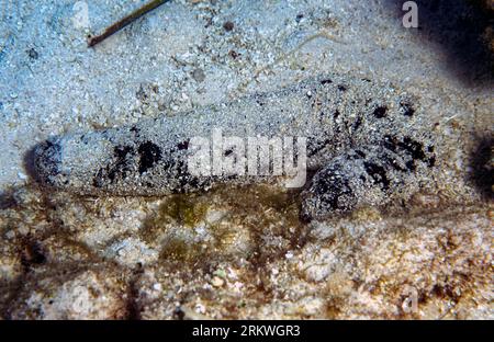 Concombre noir de mer (Holothuria atra) généralement recouvert de particules de sable. Photo de Rarotonga, Îles Cook, Pacifique Sud. Banque D'Images