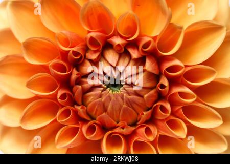 fleur de dahlia orange vif unique sur fond blanc Banque D'Images
