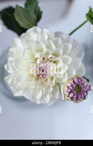 beau bouquet de fleurs de dahlia blanc et violet avec un fond pastel Banque D'Images