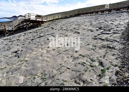 Ichnites ou empreintes fossilisées de dinosaures. ERA del Peladillo, Igea, la Rioja, Espagne. Banque D'Images