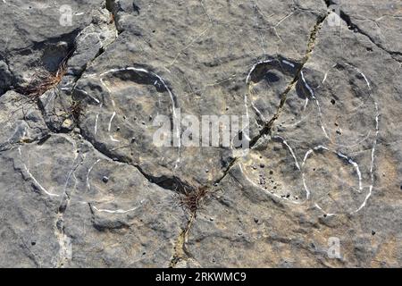 Ichnites ou empreintes fossilisées de dinosaures. ERA del Peladillo, Igea, la Rioja, Espagne. Banque D'Images