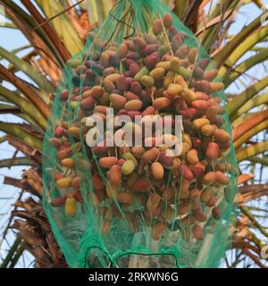 Récolte des variétés douces de dattes fraîches Bahi. Bouquet de fruits d'or mûrs datent sur un palmier dattier dans les terres agricoles arabes. Banque D'Images