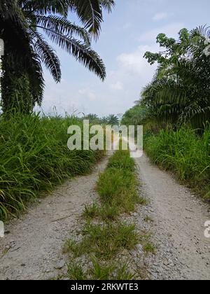 diminution du chemin de perspective dans les terres agricoles Banque D'Images