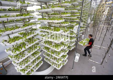 Bildnummer : 58727609 Datum : 21.11.2012 Copyright : imago/Xinhua (121122) -- VANCOUVER, 22 novembre 2012 (Xinhua) -- un ouvrier enlève les plantes des rayonnages de plantation du jardin sur le toit à Vancouver, Canada, 21 novembre 2012. La première ferme verticale en Amérique du Nord se trouve dans une serre au sommet d un stationnement au centre-ville de Vancouver. Avec une superficie de plantation de 6 000 pieds carrés, cette ferme peut produire 150 000 livres de légumes chaque année. (Xinhua/Liang Sen)(srb) CANADA-VANCOUVER-VERTICAL FARM PUBLICATIONxNOTxINxCHN Wirtschaft Dach Gewächshaus Hausgarten Dachgarten Landwirtschaft x2x xac 2012 quer o0 Reg Banque D'Images