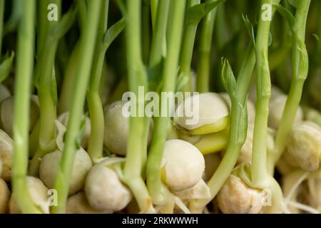 Un grand nombre de racines de pois sont de couleur jaune clair, le système racinaire mince des pois cultivés dans une petite zone sans sol en hiver Banque D'Images