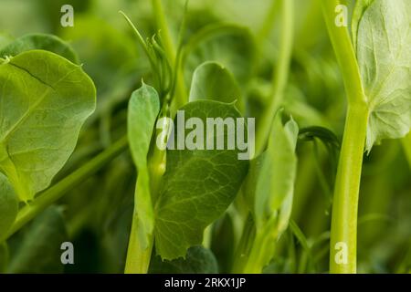 Un grand nombre de germes de pois verts, plants de pois cultivés dans un petit récipient sans terre en hiver pour produire des micro-verdures Banque D'Images