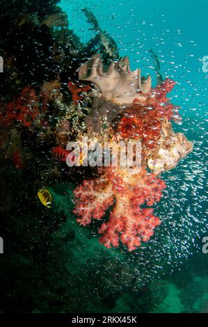 Redspot Cardinalfish, Ostorhinchus parvula, autour de doux Glomerate Tree Coral, Spongodes sp, site de plongée Mioskon, Dampier Strait, Raja Ampat, Papouasie occidentale, Banque D'Images