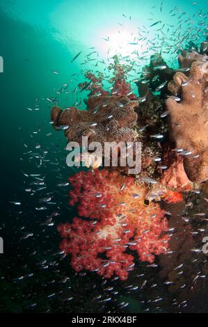 Redspot Cardinalfish, Ostorhinchus parvula, autour du doux Glomerate Tree Coral, Spongodes sp, avec soleil en arrière-plan, site de plongée Mioskon, détroit de Dampier, Banque D'Images