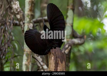 Un magnifique oiseau-rivage mâle du Victoria est perché sur une souche d'arbre de la forêt tropicale, les ailes tendues dans une exposition de cour. Banque D'Images