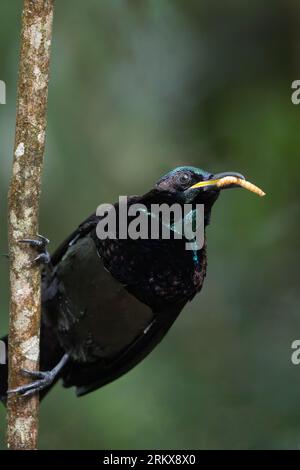 Un magnifique oiseau-rivet mâle de Victoria est perché verticalement sur un petit tronc de gaucher de forêt tropicale tenant un usé dans son bec. Banque D'Images