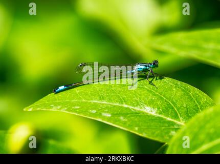 Macro d'une bluetail libellule sur une feuille verte Banque D'Images