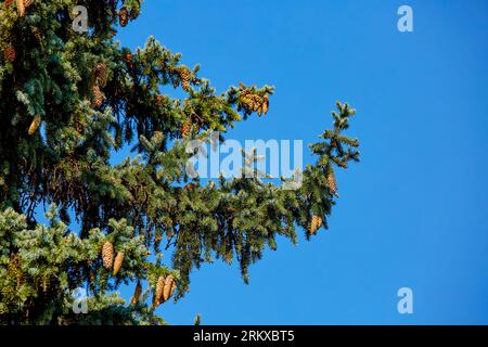 Image d'un cône sur les branches d'une grande épinette contre un ciel bleu Banque D'Images