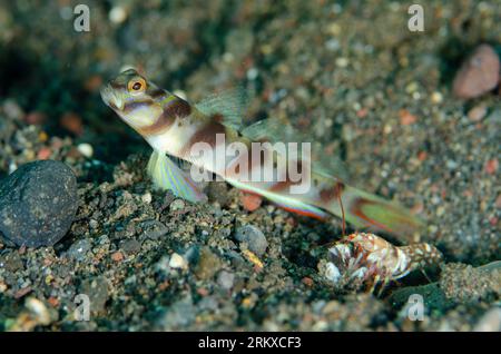 Slantbar Shrimpgoby, Amblyeleotris diagonalis, avec Tiger Snapping Shrimp, Alpheus bellulus, nettoyage de l'entrée du trou sur sable, site de plongée de Ghost Bay, Amed, Banque D'Images