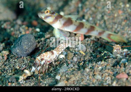 Slantbar Shrimpgoby, Amblyeleotris diagonalis, avec crevette Tiger Snapping, Alpheus bellulus, nettoyage de l'entrée du trou sur sable, site de plongée de Ghost Bay, Amed Banque D'Images