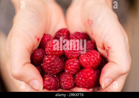 Poignée de framboises rouges mûres douces fruits d'été baies dans les paumes des bras de la femme mains sur la photographie de nourriture de fond floue Banque D'Images