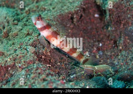 Crevette tachetée, Amblyeleotris periophtalma, avec crevette Snapping, Alpheus sp, site de plongée Melasti, Amed, Karangasem, Bali, Indonésie Banque D'Images