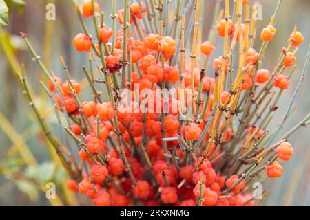 Ephedra est un genre d'arbustes de la classe oppressive, le genre de sa famille est Ephedra Ephedraceae ou Ephedra. Baies rouges, plante narcotique. naturel Banque D'Images