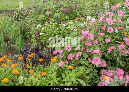 Jardin avec des fleurs et des herbes en été Banque D'Images