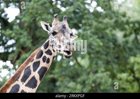 Hanovre, Allemagne. 26 août 2023. Une girafe Rothschild se dresse dans un enclos du zoo d'aventure de Hanovre. Hannover Adventure Zoo décerne à la Fondation Per Mertesacker le parrainage honorifique des girafes Rothschild du zoo. Les deux institutions se soutiennent mutuellement depuis des années dans les domaines de l'intégration, du soutien à l'apprentissage, de la protection de l'environnement et de la conservation des espèces. Crédit : Michael Matthey/dpa/Alamy Live News Banque D'Images