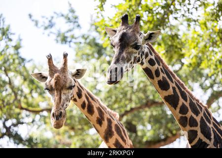 Hanovre, Allemagne. 26 août 2023. Deux girafes Rothschild se dressent dans une enceinte au Hannover Adventure Zoo. Hannover Adventure Zoo décerne à la Fondation Per Mertesacker le parrainage honorifique des girafes Rothschild du zoo. Les deux institutions se soutiennent mutuellement depuis des années dans les domaines de l'intégration, du soutien à l'apprentissage, de la protection de l'environnement et de la conservation des espèces. Crédit : Michael Matthey/dpa/Alamy Live News Banque D'Images