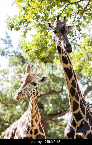 Hanovre, Allemagne. 26 août 2023. Deux girafes Rothschild se dressent dans une enceinte au Hannover Adventure Zoo. Hannover Adventure Zoo décerne à la Fondation Per Mertesacker le parrainage honorifique des girafes Rothschild du zoo. Les deux institutions se soutiennent mutuellement depuis des années dans les domaines de l'intégration, du soutien à l'apprentissage, de la protection de l'environnement et de la conservation des espèces. Crédit : Michael Matthey/dpa/Alamy Live News Banque D'Images