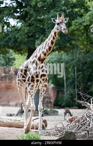 Hanovre, Allemagne. 26 août 2023. Une girafe Rothschild se dresse dans un enclos du zoo d'aventure de Hanovre. Hannover Adventure Zoo décerne à la Fondation Per Mertesacker le parrainage honorifique des girafes Rothschild du zoo. Les deux institutions se soutiennent mutuellement depuis des années dans les domaines de l'intégration, du soutien à l'apprentissage, de la protection de l'environnement et de la conservation des espèces. Crédit : Michael Matthey/dpa/Alamy Live News Banque D'Images