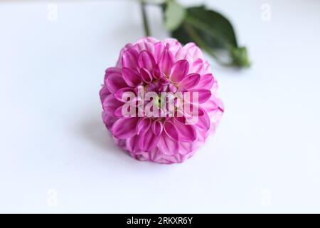 belle fleur de dahlia rose sur fond blanc Banque D'Images