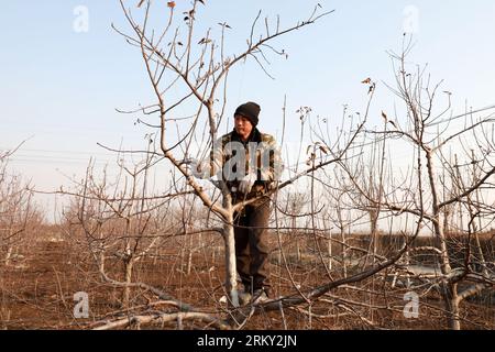 COMTÉ de LUANNAN - 23 février 2020 : le fermier élague le pommier dans le verger, COMTÉ DE LUANNAN, province du Hebei, Chine Banque D'Images