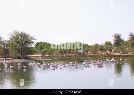 Vue sur le lac artificiel avec flamant rose aux lacs Al Qudra dans la réserve de conservation du désert Al Marmoom. Dubaï, Émirats arabes Unis Banque D'Images