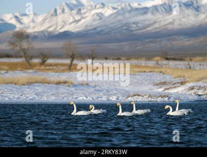 Bildnummer: 59163311  Datum: 30.12.2012  Copyright: imago/Xinhua (130202) --   (Xinhua) -- File photo taken on Dec. 30, 2012 shows white swans swimming at a wetland in Wenquan County, northwest China s Xinjiang Uygur Autonomous Region. The World Wetlands Day falls on Feb. 2 every year to mark the anniversary of the signing of the Convention on Wetlands.   (Xinhua/Jiang Wenyao) (ry) CHINA-WETLANDS-WORLD WETLANDS DAY (CN) PUBLICATIONxNOTxINxCHN Reisen Natur Landschaft Gewässer x2x xgw Aufmacher 2013 quer o0 Schwan Tiere Vögel     59163311 Date 30 12 2012 Copyright Imago XINHUA  XINHUA File Photo Banque D'Images
