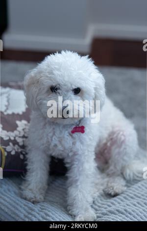 Cute dog looking at camera Banque D'Images