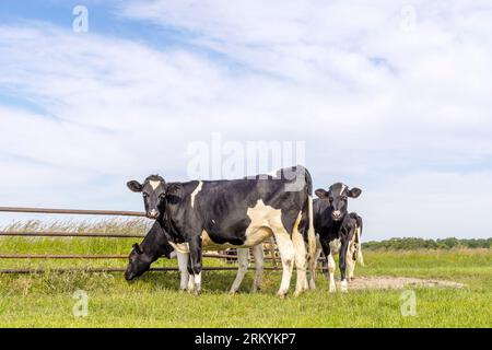 Groupe de vaches dans un pâturage de champ, frisian holstein, debout près d'une porte dans un pâturage, un groupe heureux de génisses Banque D'Images
