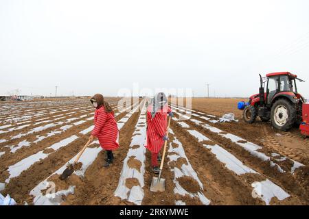 COMTÉ de LUANNAN, province du Hebei, Chine - 12 mars 2020 : les agriculteurs recouvrent leurs pommes de terre avec un film plastique. Banque D'Images