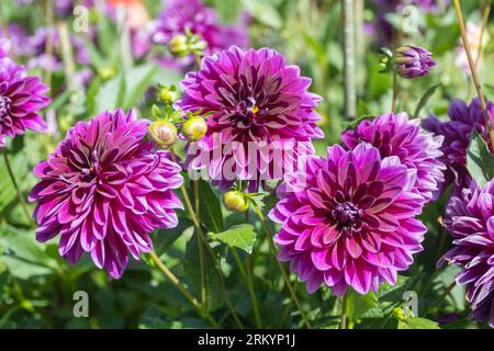 Le dahlia (nom, Thomas A. Edison) dans le jardin du dahlia Baden Baden près de l'allée du lichtentaler.Baden-Baden, Bade-Wurtemberg, Allemagne Banque D'Images