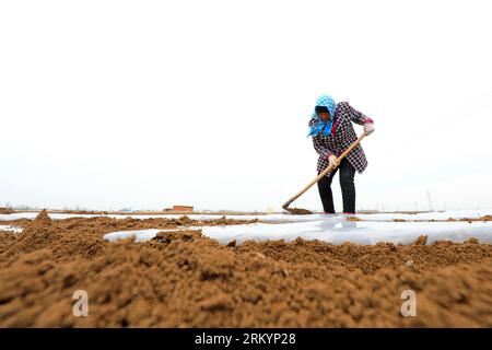 COMTÉ de LUANNAN, province du Hebei, Chine - 12 mars 2020 : les agriculteurs recouvrent leurs pommes de terre avec un film plastique. Banque D'Images