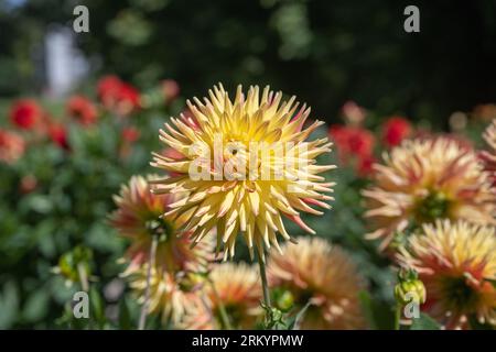 Le dahlia (nom, hapet explosion) dans le jardin dahlia Baden Baden près de l'allée lichtentaler. Baden Baden, Baden Wuerttemberg, Allemagne Banque D'Images
